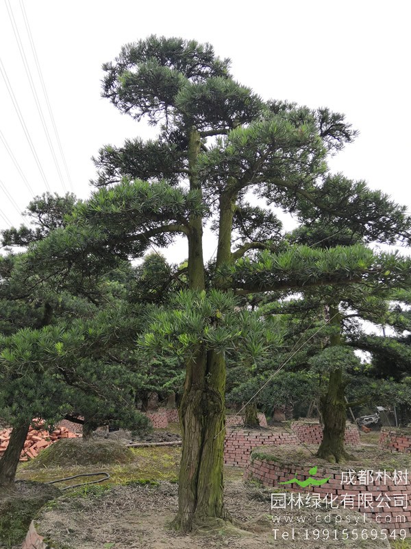 罗汉松的品种分类有哪些？有哪些不同点？怎么分辨？